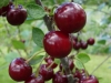 Pensaskirsikka Latvian matala