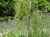 Caragana pendula 'Walkeri'