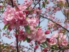 Malus Aamurusko