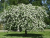 Malus Hyvingiensis puu