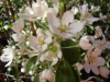 Malus Kuohu