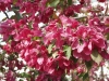 Malus Linnanmäki