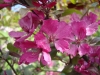 Malus Tumma Kaunotar