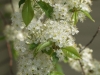 Prunus pensylvanica