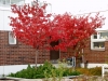 Prunus sargentii syyspuut