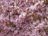 Prunus sargentii
