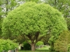 Salix f. Bullata