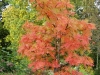 Sorbus Dodong