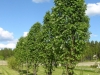Sorbus Fastigiata puu