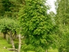 Sorbus Fastigiata