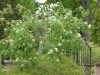 Sorbus pendula