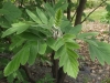 Sorbus hybrida