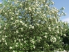 Sorbus intermedia puu