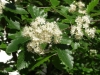 Sorbus intermedia