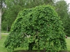 Ulmus pendula