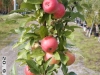 Pilariomena Arbat