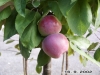 Pilariomena Dzin