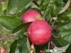 Suislepp