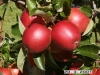 Summer Red